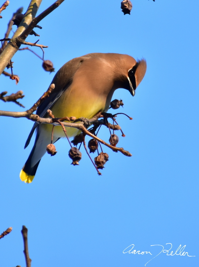 Cedar Waxwing at the February Feast