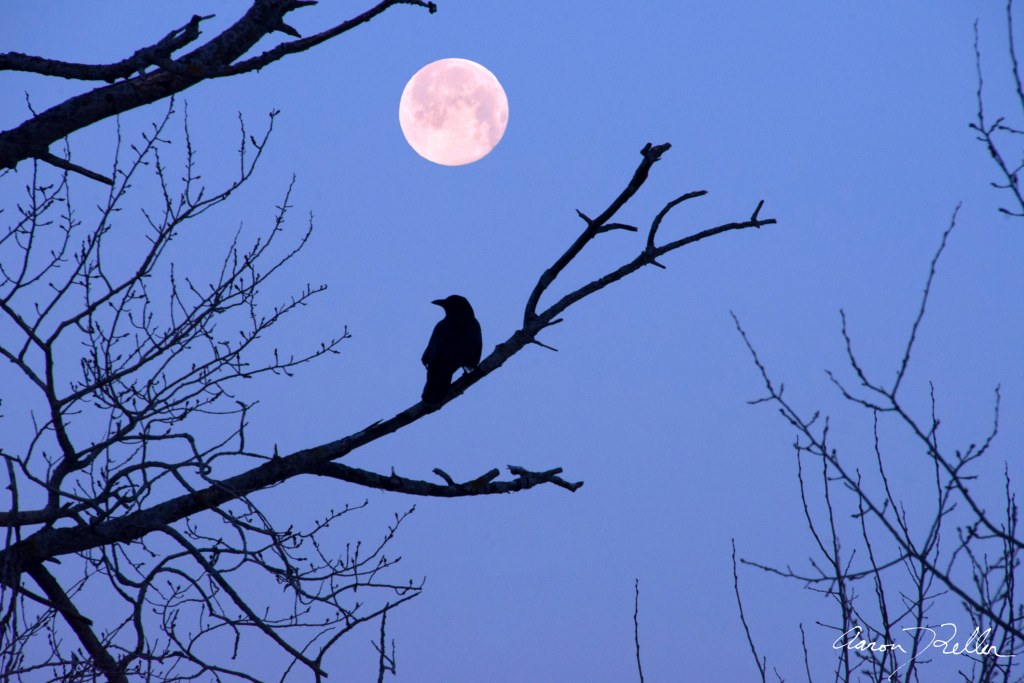 Crow with Full Moon