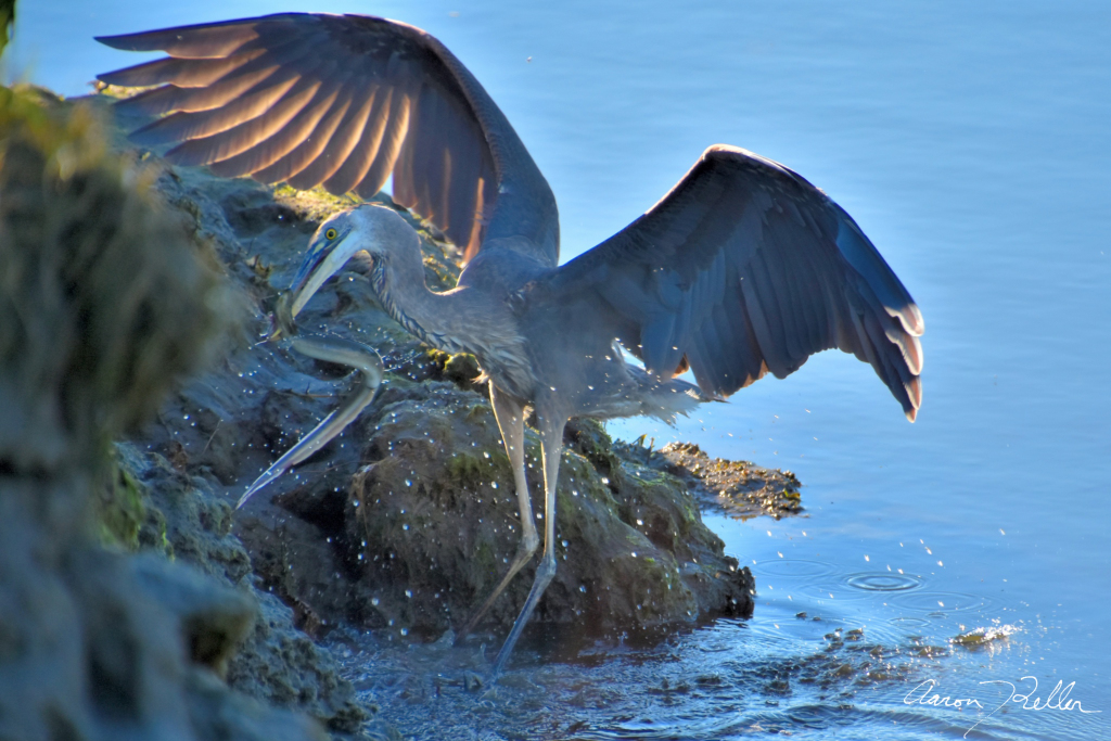 Great Blue Heron's Big Catch