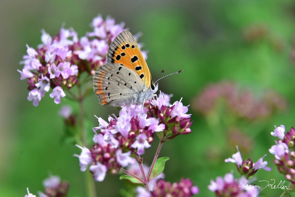 American Copper Butterfly on Oregano Flowers