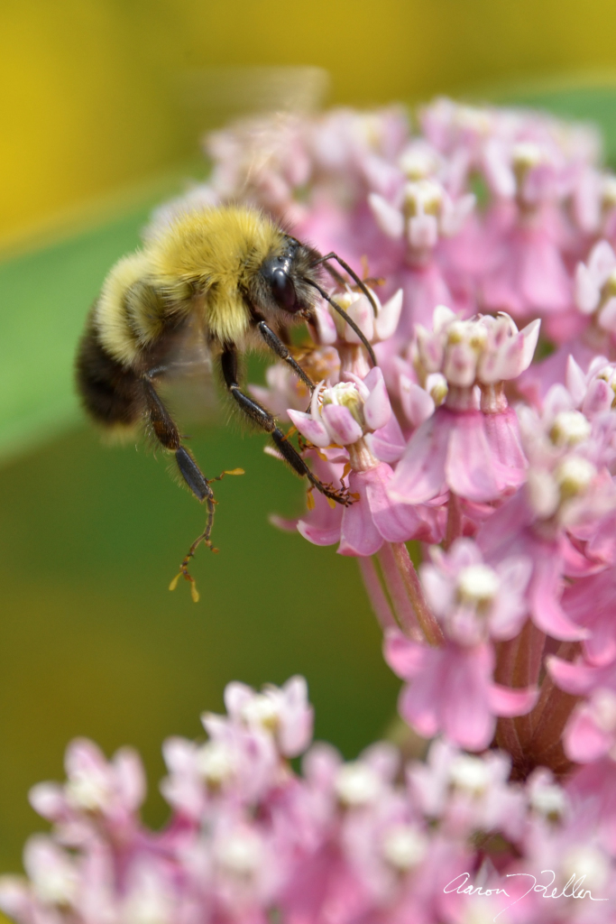 Bumblebee Visiting Milkweed