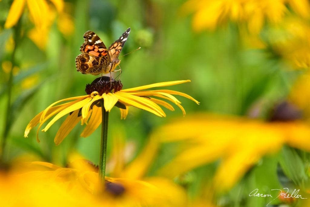 Painted Lady on a Black-eyed Susan