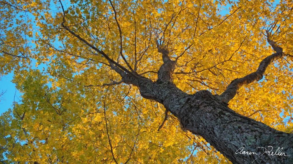 Towering Yellow Maple
