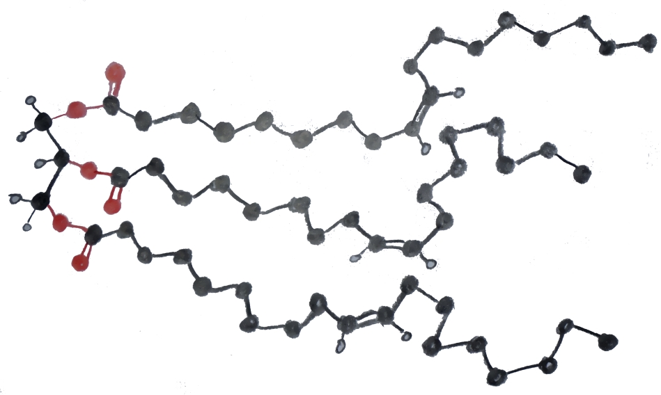 triglyceride (1046K)